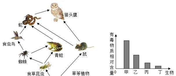 森林食物药品的制作方法有哪些？如何正确制作森林食物药品？